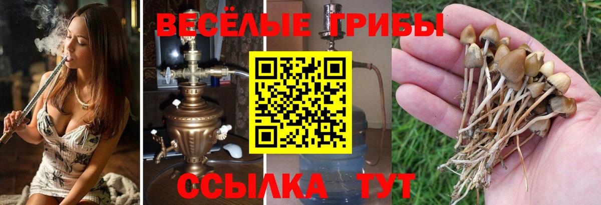 Псилоцибиновые грибы мицелий Выборг